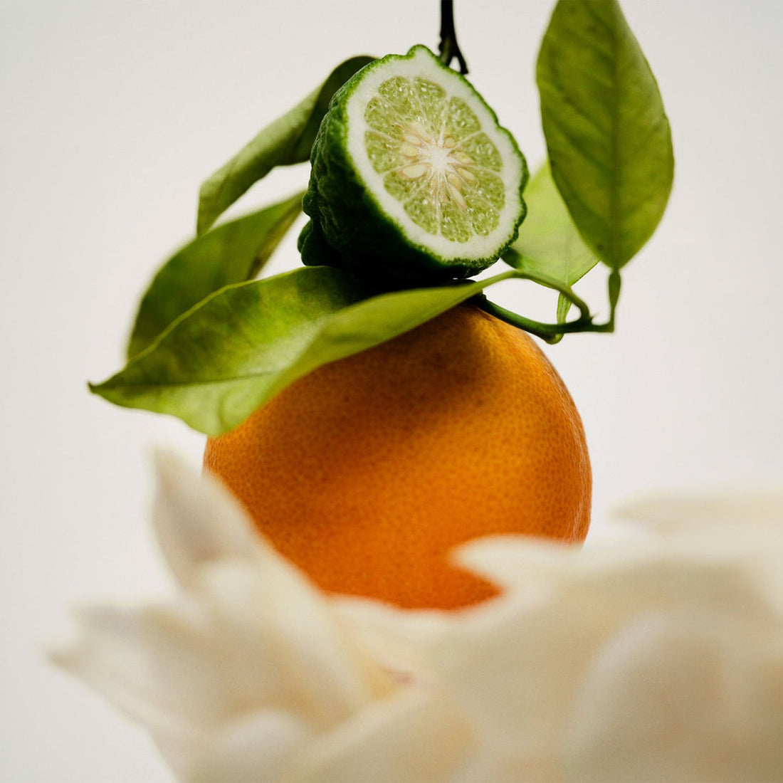 Reserve Serisi Lime + Mandarin Kolonyası 100 ml